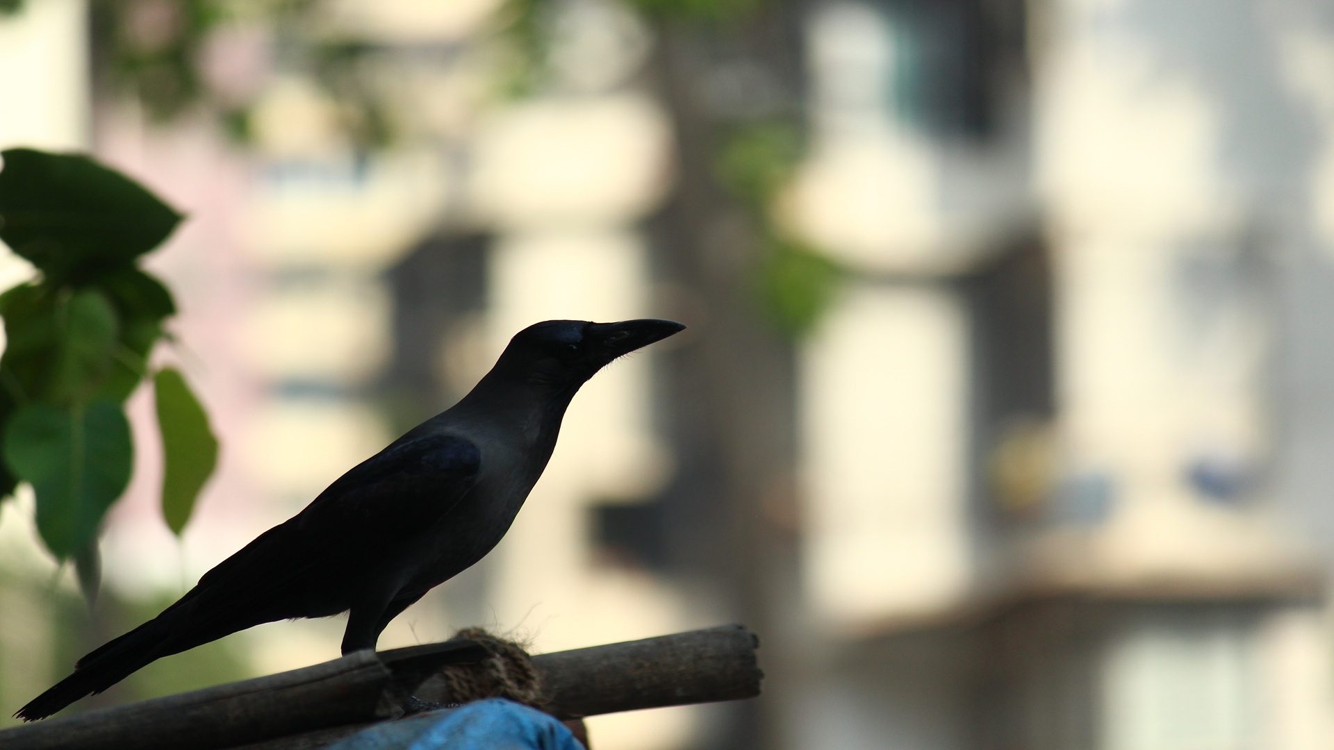 a crow is sitting on a hut in a middle of a city observing the noise